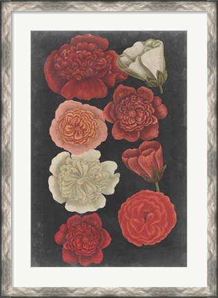 Framed Midnight Roses Print
