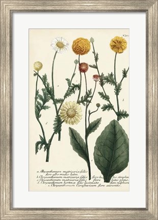 Framed Saffron Garden II Print