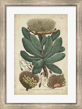 Framed Weinmann Foliage &amp; Fruit I Print