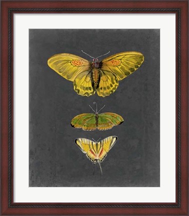 Framed Butterflies on Slate I Print
