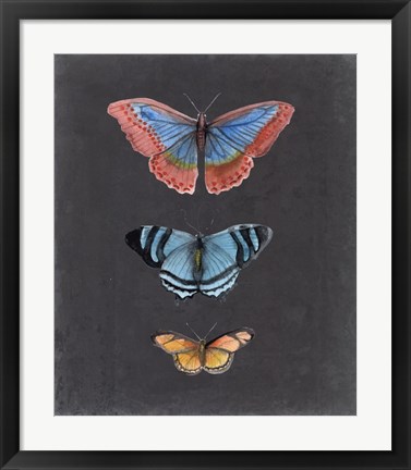 Framed Butterflies on Slate III Print