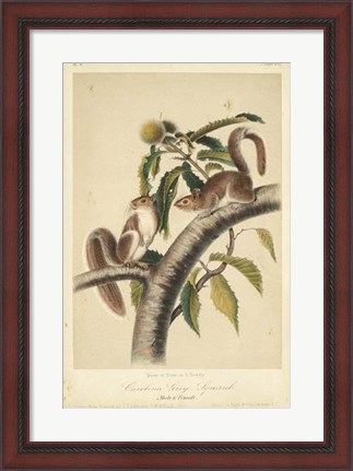 Framed Audubon Squirrel I Print