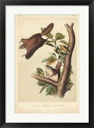 Framed Audubon Squirrel IV Print