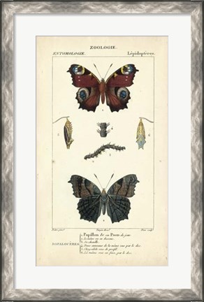 Framed Antique Butterfly Study II Print