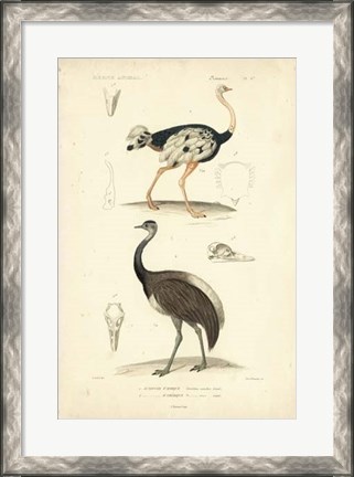 Framed Antique Ostrich Study Print