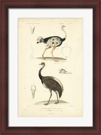 Framed Antique Ostrich Study Print