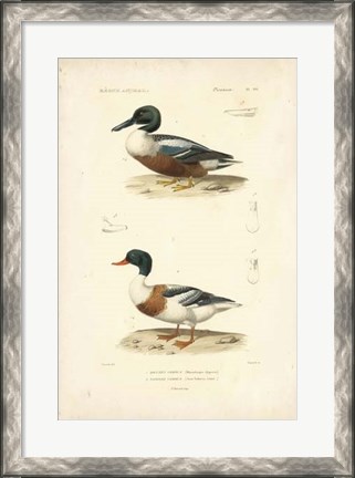 Framed Antique Duck Study II Print