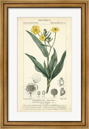 Framed Botanique Study in Yellow III Print