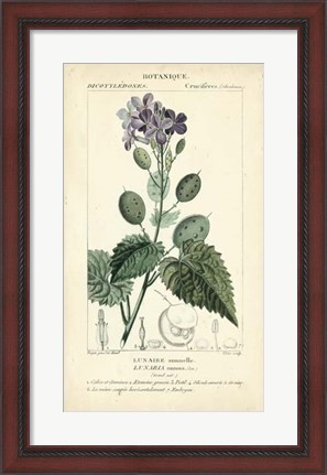 Framed Botanique Study in Lavender III Print
