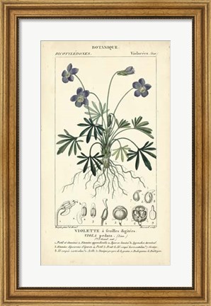 Framed Botanique Study in Lavender IV Print