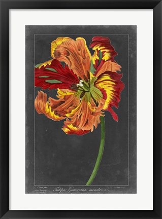 Framed Midnight Tulip I Print