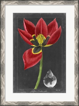 Framed Midnight Tulip II Print
