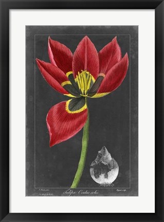 Framed Midnight Tulip II Print