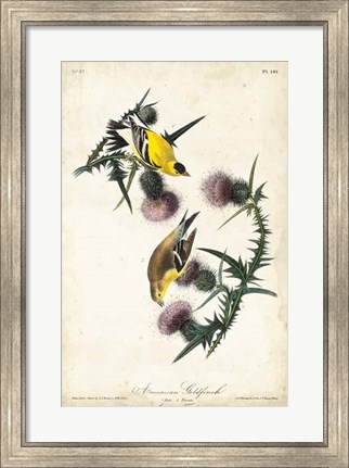 Framed American Goldfinch Print