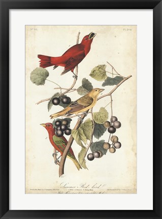 Framed Summer Red Bird Print