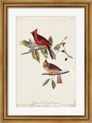 Framed Common Cardinal Grosbeak Print