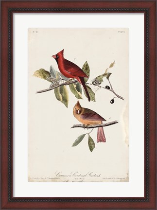 Framed Common Cardinal Grosbeak Print