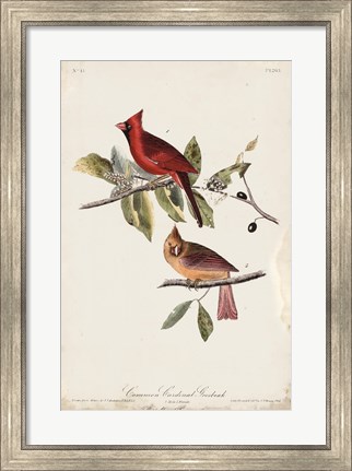 Framed Common Cardinal Grosbeak Print