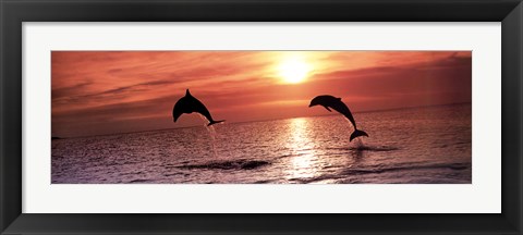 Framed Sunset Dolphins Print