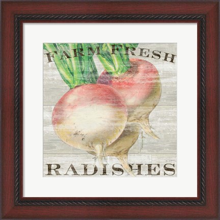 Framed Farm Fresh Radishes Print