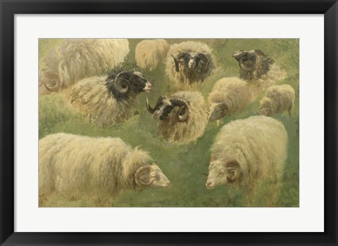 Framed Black-Faced Ram and Sheep, 10 studies Print