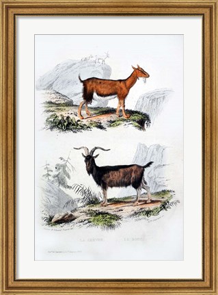 Framed Male and Female Goats Print
