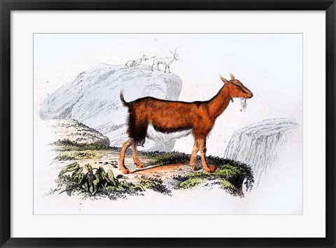 Framed Female Goat Print