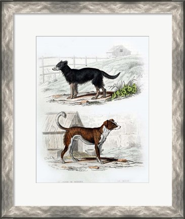 Framed Pair of Dogs IV Print