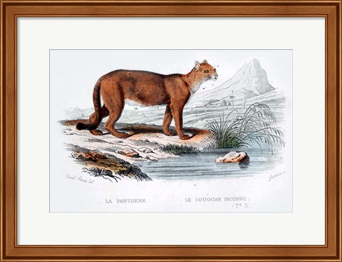 Framed Cougar Print