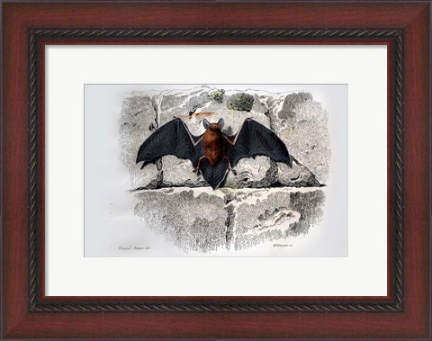 Framed Bat I Print