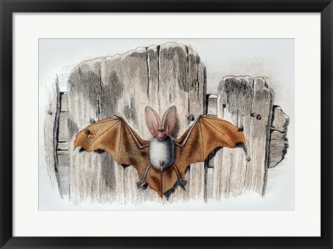 Framed Bat II Print