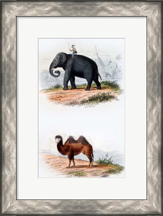 Framed Elephant and Camel Print