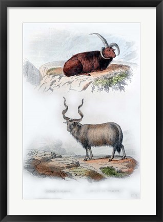 Framed Pair of Rams Print