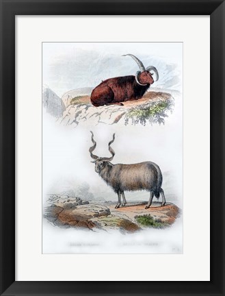 Framed Pair of Rams Print
