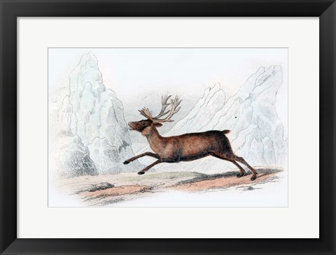 Framed Stag Print