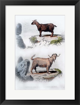 Framed Pair of Goats Print