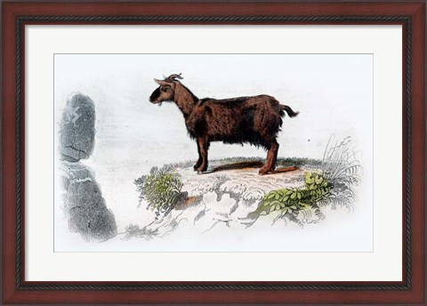 Framed Goat I Print