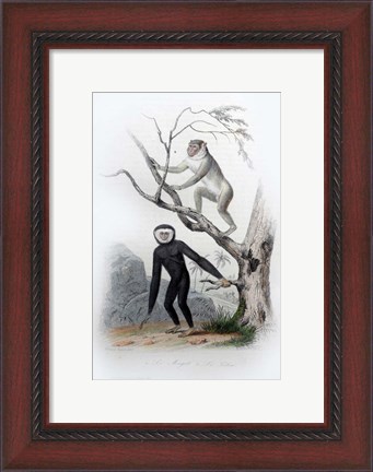 Framed Pair of Monkeys III Print