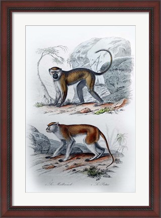 Framed Pair of Monkeys VI Print
