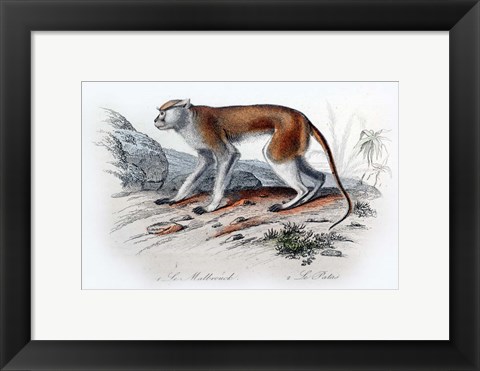 Framed Monkey VIII Print