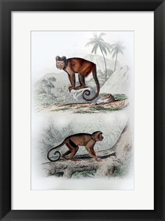 Framed Pair of Monkeys IX Print