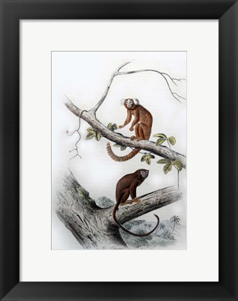 Framed Pair of Monkeys XI Print