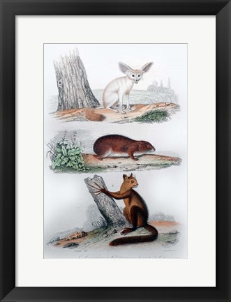 Framed Three Mammals II Print