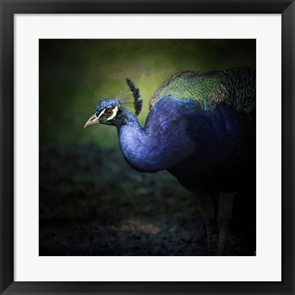Framed Peacock 1 Print