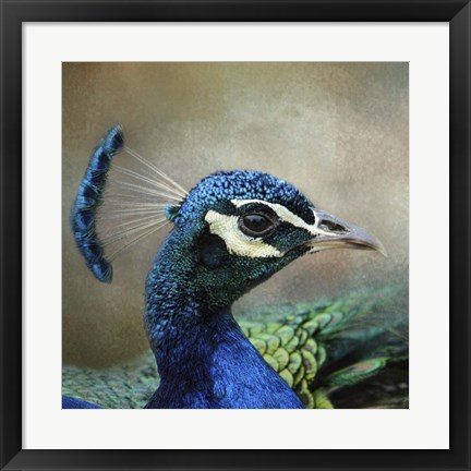 Framed Peacock 3 Print