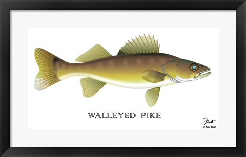 Framed Walleyed Pike Print