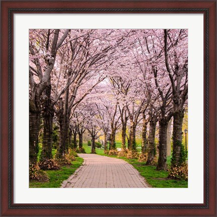 Framed Cherry Blossom Trail Print