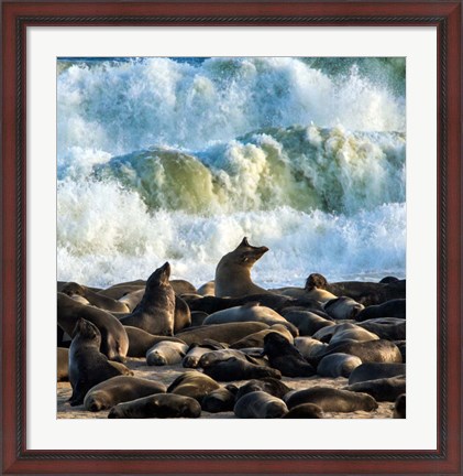 Framed Cape Fur Seals, Cape Cross, Namibia Print