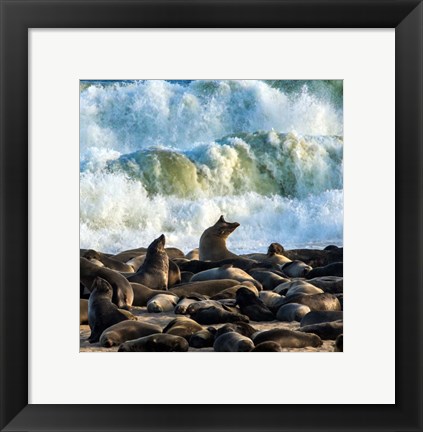 Framed Cape Fur Seals, Cape Cross, Namibia Print