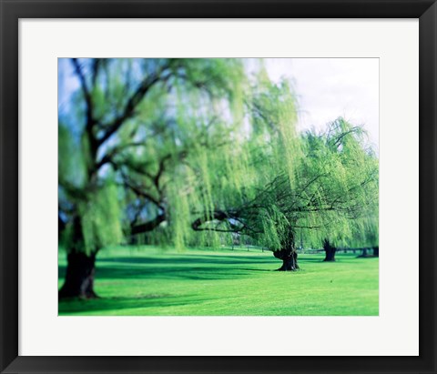 Framed Willow Trees Print